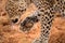 A beautiful close up photograph of a female leopard holding her paw up