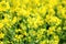Beautiful close up picture from colza flowers in spring. Yellow and green rapeseed flowers summer. Blooming canola. Bright Yellow