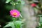 Beautiful close up pink flower known as Asteraceae