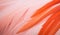 Beautiful close-up of pink and orange flamingo feathers