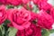 Beautiful close up pink roses, rosa gertrude jekyll, bouquet on blurred background.Holiday card for Valentine's day