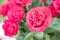 Beautiful close up pink roses, rosa gertrude jekyll, bouquet on blurred background.Holiday card for Valentine's day