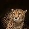 Beautiful close up portrait of Cheetah Acinonyx Jubatus in color