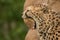 Beautiful close up portrait of Cheetah Acinonyx Jubatus in color