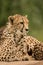 Beautiful close up portrait of Cheetah Acinonyx Jubatus in color