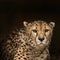 Beautiful close up portrait of Cheetah Acinonyx Jubatus in color