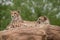 Beautiful close up portrait of Cheetah Acinonyx Jubatus in color