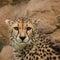 Beautiful close up portrait of Cheetah Acinonyx Jubatus in color