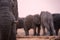 A beautiful close up portrait of an elephant eye, tusk and trunk