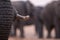 A beautiful close up portrait of an elephant tusk and trunk