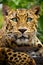Beautiful close up portrait of an endangered Amur Leopard