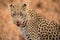 A beautiful close up portrait of a female leopard