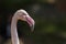 Beautiful close-up portrait of Greater Flamingo