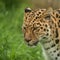 Beautiful close up portrait of Jaguar panthera onca in colorful