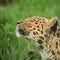 Beautiful close up portrait of Jaguar panthera onca in colorful