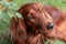 Beautiful close up portrait of red irish setter breed dog face