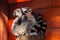 Beautiful close-up portrait of a surprised looking lemurs