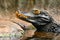 Beautiful close-up portrait of young caiman in water