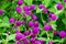 Beautiful Close up purple amaranth flower nature