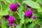 Beautiful Close up purple amaranth flower nature