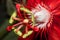 A beautiful close up of a red passion flower