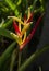 Beautiful close up of a red and yellow heliconia flower.