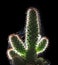 Beautiful close up and rim light cactus on black background