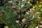 Beautiful close-up of ripe brown cones on the branches of fir Abies koreana with green and silvery spruce needles