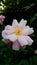 Beautiful close-up rose with pink petals