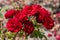 Beautiful close up of several red rose flower heads of the german lavaglut rose