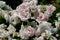 Beautiful close up of several white rose flower heads of the german ground cover rose aspirin