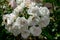 Beautiful close up of several white rose flower heads of the german ground cover rose aspirin