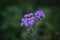 beautiful close up shot ageratum flower