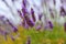 beautiful close up shot of lavender flowers blooming in provence.