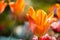 Beautiful close up shot of an orange tulip in bloom on a sunny spring day in Grand Rapids Michigan at the Frederik Meijer Gardens