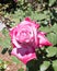 Beautiful close up shot of the rose flower, Paradise