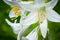 Beautiful close-up of a Snow-white lily ( Lilium candidum) with waterdrops and yellow stamens