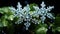 Beautiful Close-Up of Snowflakes Resting on Leaves