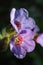 Beautiful Close up Spring Pulmonaria Flowers