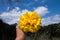 Beautiful close up suppanigar flower or Cotton yellow silk tree in hands