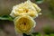 Beautiful close up of three yellow sunlight romantica     rose flower heads