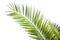 Beautiful close up tropical green palm leaf isolated