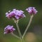 Beautiful close up of Verbena Bonariensis Vervain Summer flower