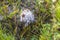 Beautiful close up view of coprinus Comatus shaggy ink cap mushroom on green grass background.