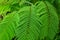 Beautiful close up view of green plant. Gorgeous green background.