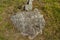 Beautiful close up view of part of gray stone overgrown with green moss.