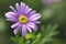 Beautiful close up view of purple Margaret flower on blur green leaves background