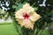 Beautiful close up of Yellow stamen of Hibiscus Rosa sinensis Flower. This flower is also known as Chinese hibiscus, China rose an