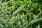 Beautiful close-up of young cones on the branches of fir Abies koreana Silberlocke with green and silvery spruce needles