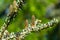 Beautiful close-up of young cones on the branches of fir Abies koreana Silberlocke with spiderwebs